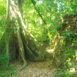 Ilet la Mère - French Guiana - Tropic Alizés