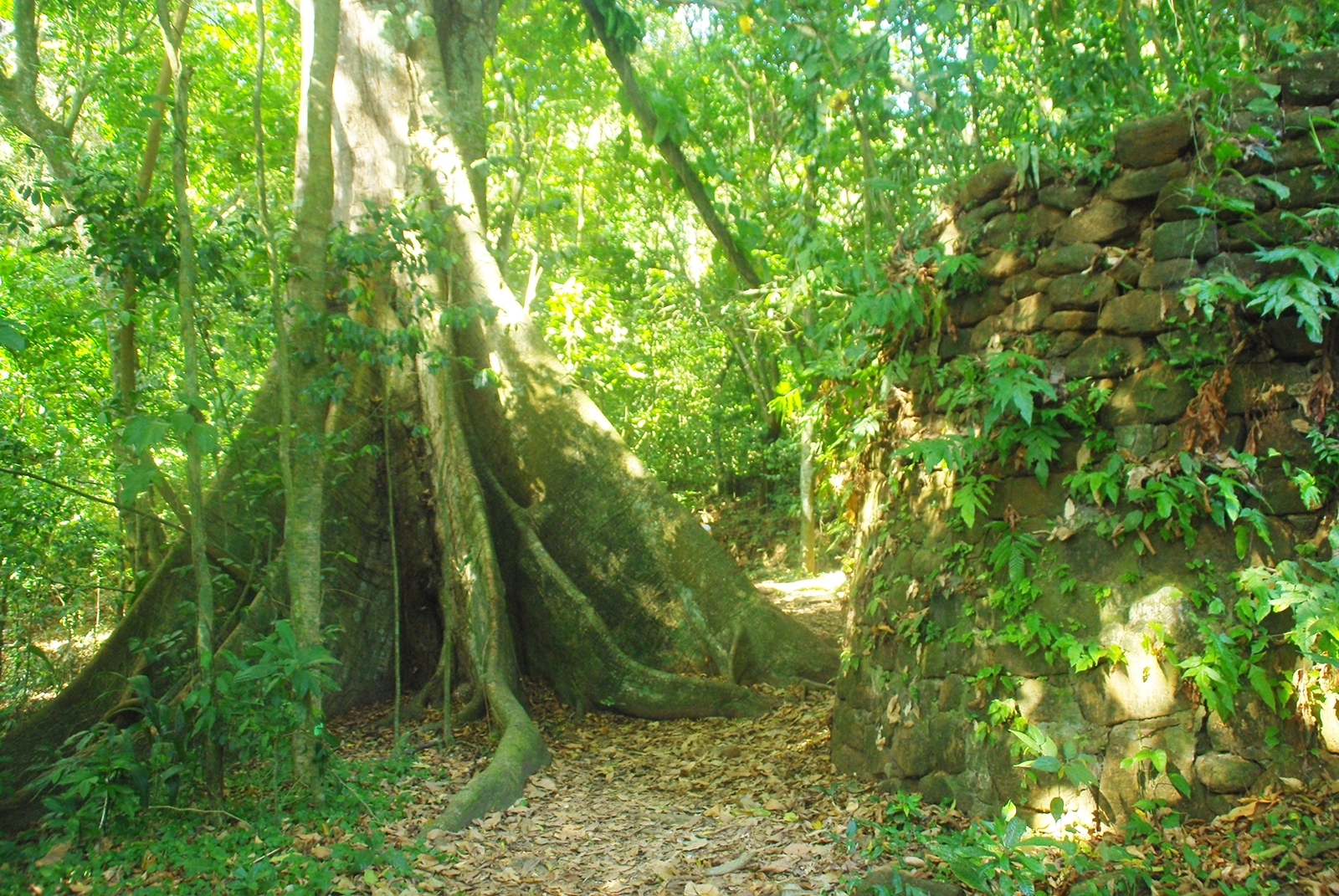 Ilet la Mère - French Guiana - Tropic Alizés